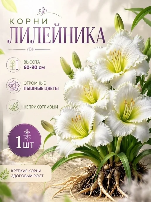 Лилейник саженцы многолетние цветы 1шт