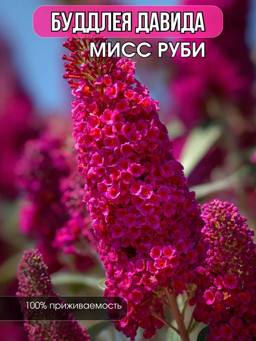 Саженцы Буддлея Давида Мисс Руби